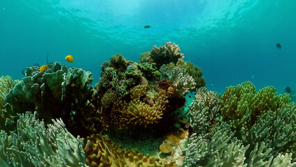 Underwater Colorful Tropical Fishes. Tropical underwater sea fishes. Philippines.