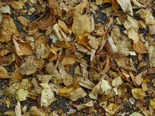 Full-color horizontal photo. Autumn texture. Fallen leaves on the asphalt. Illuminated by sunlight.