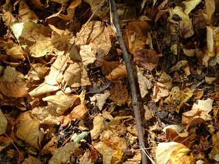 Full-color horizontal photo. Autumn texture. Fallen leaves on the asphalt. Illuminated by sunlight.
