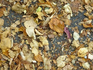 Full-color horizontal photo. Autumn texture. Fallen leaves on the asphalt. Illuminated by sunlight.