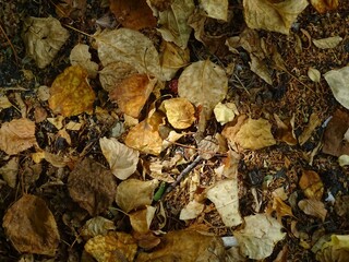 Full-color horizontal photo. Autumn texture. Fallen leaves on the asphalt. Illuminated by sunlight.
