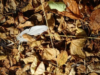 Full-color horizontal photo. Autumn texture. Fallen leaves on the asphalt. Illuminated by sunlight.