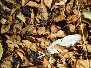 Full-color horizontal photo. Autumn texture. Fallen leaves on the asphalt. Illuminated by sunlight.