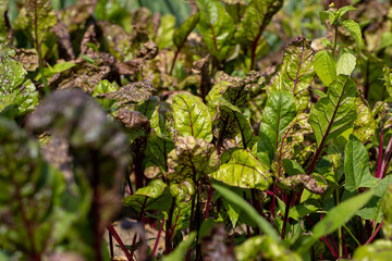 Green red beet foliage for cooking borscht