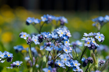 beautiful blue flowers in the spring season in drops of water