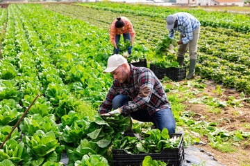 Focused seasonal agricultural worker picking ripe green chard and arranging in box during spring...