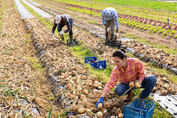 Asian female farmer with box of ripe onion on the farmer plantation