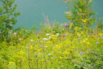 field of dandelions