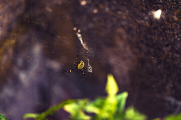 Spider on his web
