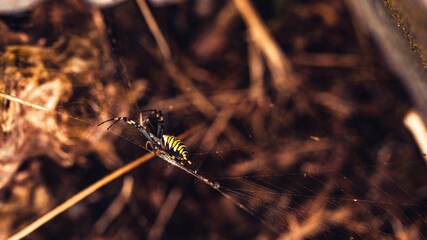 Spider on his web