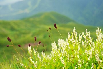 Fototapeta premium field of flowers