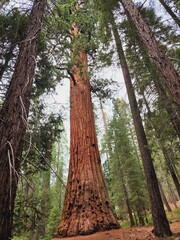 tree in the forest