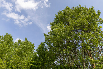 Trees growing on a hill in windy weather