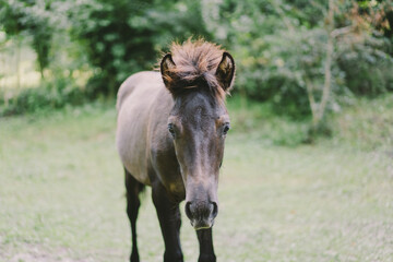Fototapeta premium Beautiful horse running and standing in tall grass. Portrait of a horse