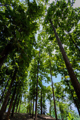 Teak wood forest in Chiang Dao, Northern of Thailand