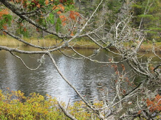 Pondside- tree branch perspective