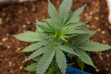 Growing cannabis banner background. Close up Marijuana green leaves indoor cultivation. Indoor greenhouse.