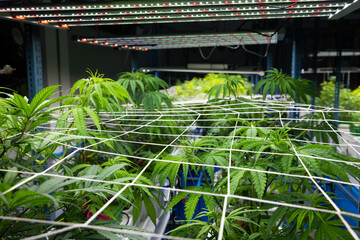 Growing cannabis banner background. Growing operation system cannabis farm for commercial marijuana business.