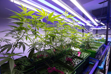 Growing operation system cannabis farm for commercial marijuana business. Growing cannabis banner...