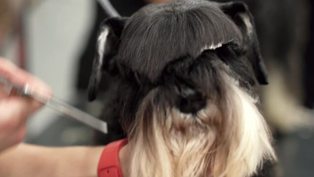 Professional cares for a dog in a specialized salon. Groomer cuts a cute dog Miniature Schnauzer , combing the dog. Hairdresser for animals. Pet care. 4k. close up