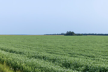 Fototapeta na wymiar An agricultural field where green peas grow during flowering