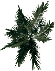 Top view tree ( Alexander palm Tree Palm 3) illustration vector
