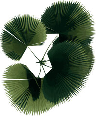 Top view of plant (Licuala Grandis Palm Tree) tree illustration vector