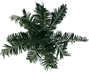 Top view of plant (Roystonea Oleracea Palm Tree 1) tree illustration vector