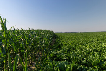 The green foliage of sweet sugar beet