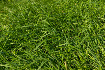 Fototapeta premium Green repeatedly mown grass in the meadow
