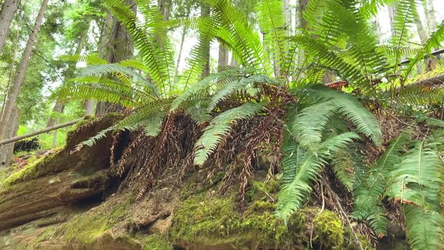 A beautiful view of the upper fall of Englishman river surrounded by mossy rocks and lush forest trees. High quality photo Englishman river falls park Parksville Qualicum Vancouver Island Canada