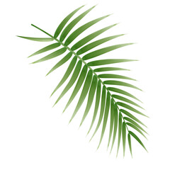Palm Leaf Watercolor