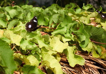 black and white butterfly in Arizona 