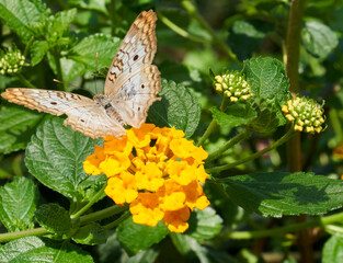 butterfly on yellow flower closeup 