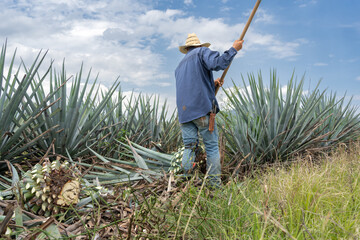 El agricultor está en el campo de agave cortando las pencas para hacer tequila.