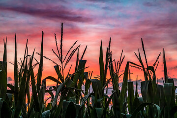 Cornstalks with tassels in a Midwest cornfield are silhouetted by a beautiful sunset sky with...