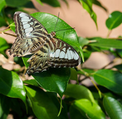 Fototapeta na wymiar Overhead view of Black and Tan Butterfly, Moth on a Green Leaf 