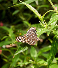 Overhead view of tiger striped color butterfly, moth sitting on a green leaf