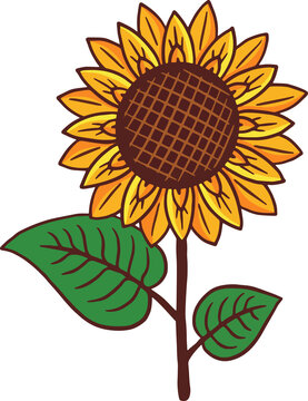 Sunflower Summer Floral nature plant Aesthetic hand drawn Romantic illustration