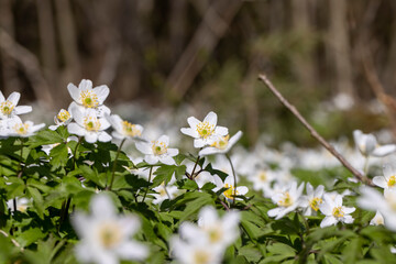 white spring anemones growing in the forest in spring