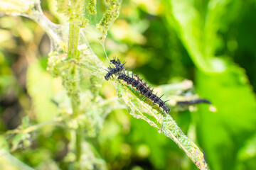 Nettle leaves close-up being eaten by black caterpillars with thorns and white dots. Stage of the caterpillar at the peacock butterfly