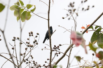 bird on a branch of tree