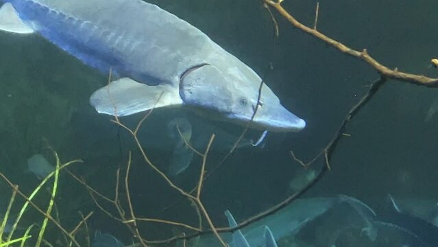 Medium close up shot of a big sturgeon swimming under water in an aquarium. Smaller fish swimming with the sturgeon. Camera follow the fish.