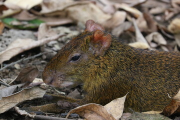agouti eating nut