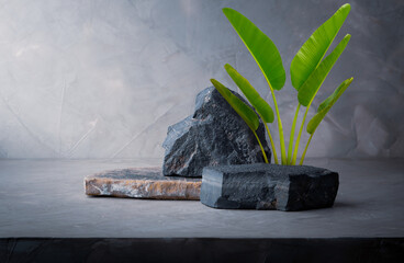 dark stone podium stage for show product with green Ravenala madagascariensis with leaf resembling...