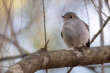 Female rose robin (Petroica rosea) portrait, Sydney, Australia