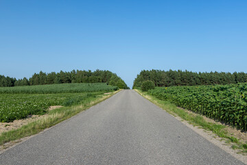 Paved highway with plants