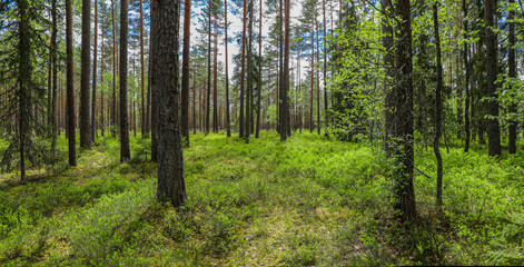 Dense green pine tree forest