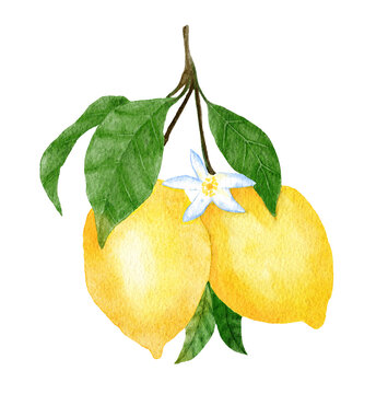 watercolor lemons with leaves and flower clip art preview