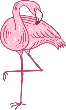 Flamingo pink Bird flamingos Aesthetic Tropical Exotic Hand drawn flat style collection